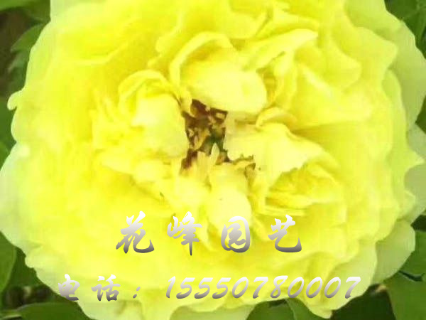 金晃
