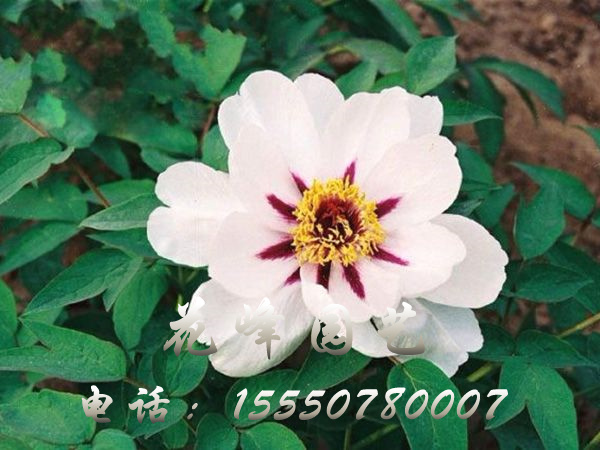 紫瓣白