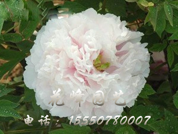 玉樓點(diǎn)綴