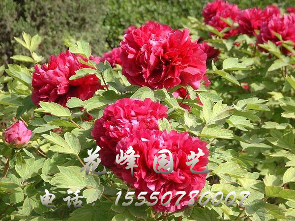 滿江紅