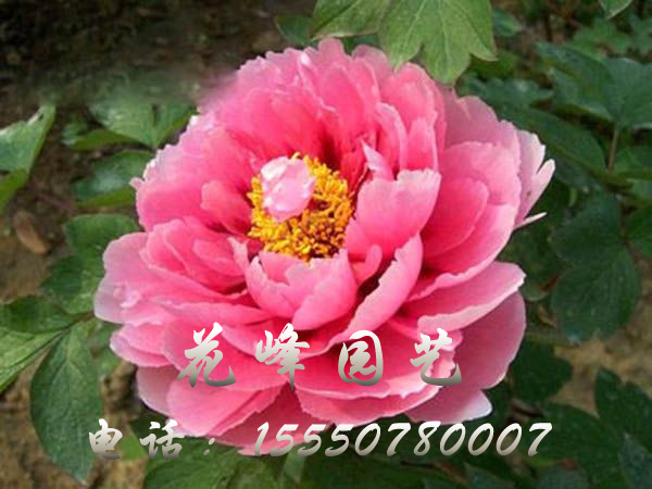 朝陽紅