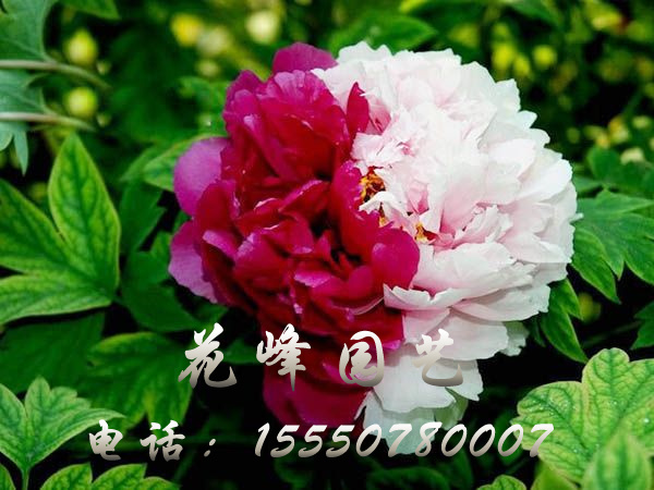 花二喬