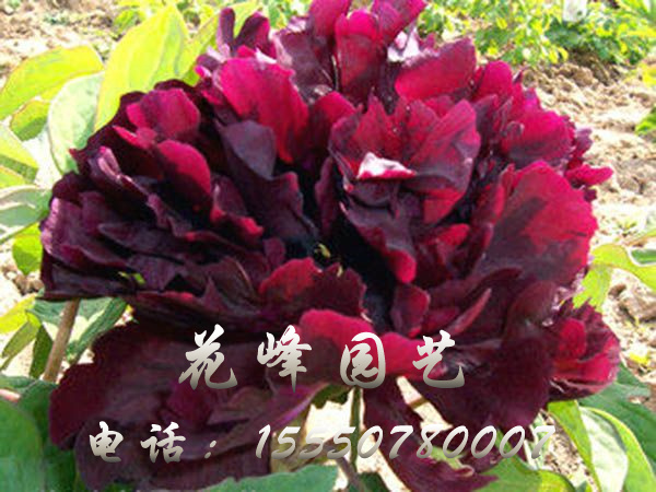 冠式墨玉
