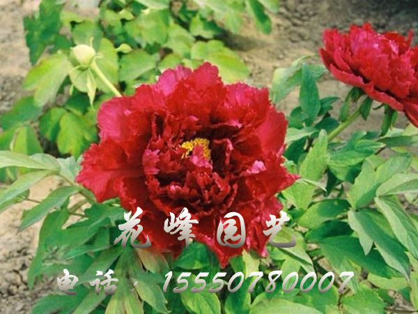 芳紀(jì)